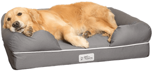 Perfusion Memory Foam Dog Bed: