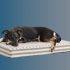 8 Best Dog Bed for Chewers in 2022 [Reviews and Buying Guide]