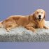 11 Best Dog Bed Elevated Guide in 2022 [Latest Updated]
