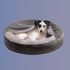 10 PERFECT CHEW-PROOF DOG BEDS