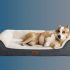 6 Best Dog Bed Next to Bed 2022 [Latest Updated]